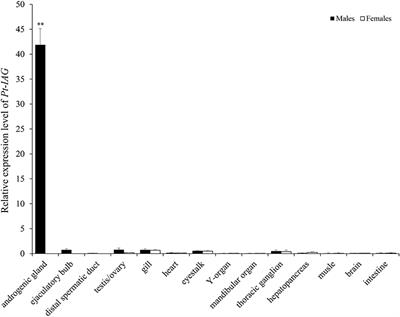 Molecular Characterization of the Insulin-Like Androgenic Gland Hormone in the Swimming Crab, Portunus trituberculatus, and Its Involvement in the Insulin Signaling System